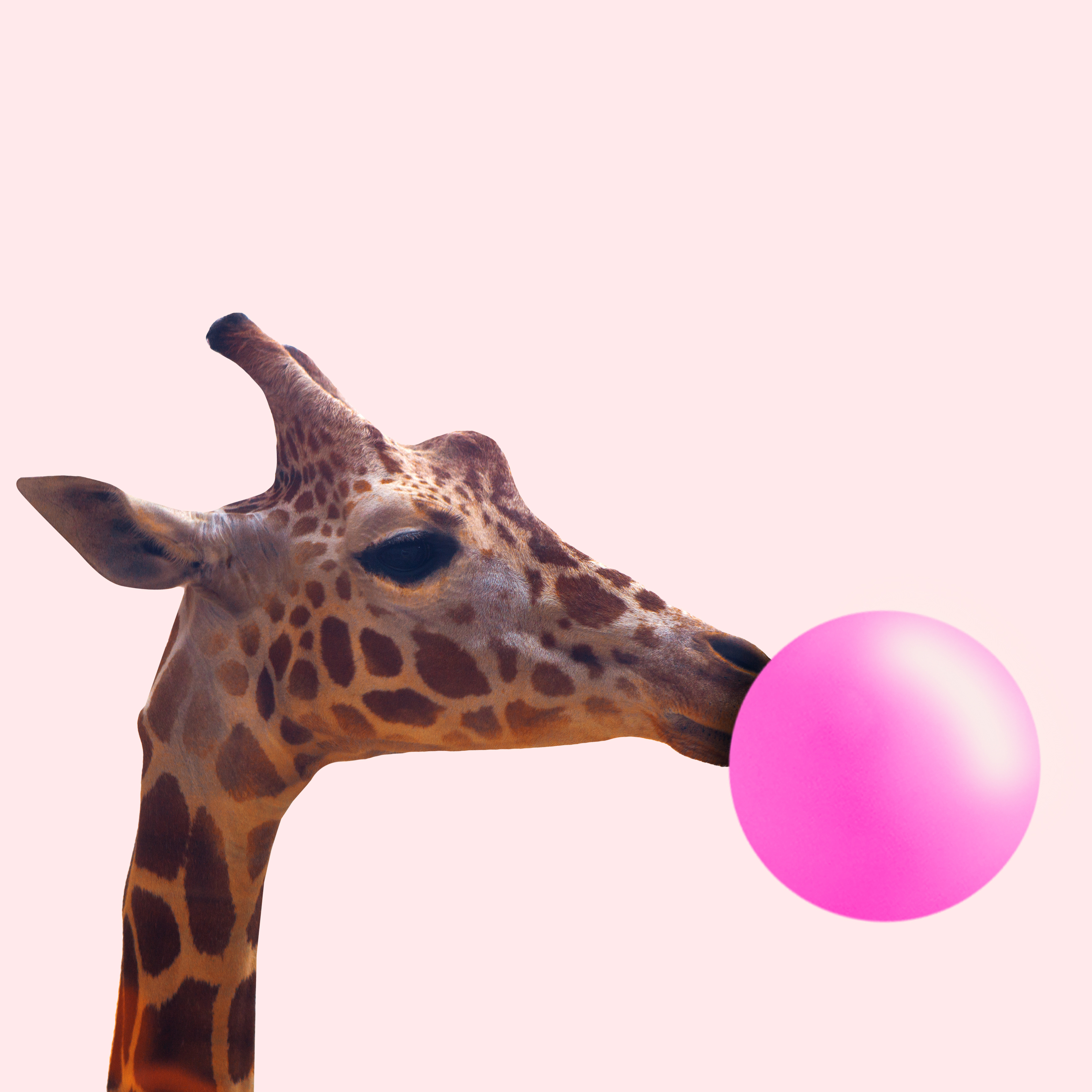 Creative giraffe. With bubble